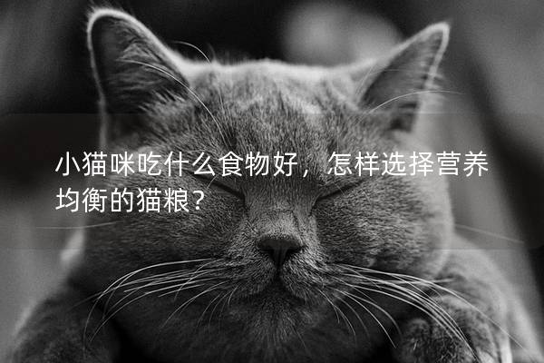 小猫咪吃什么食物好，怎样选择营养均衡的猫粮？