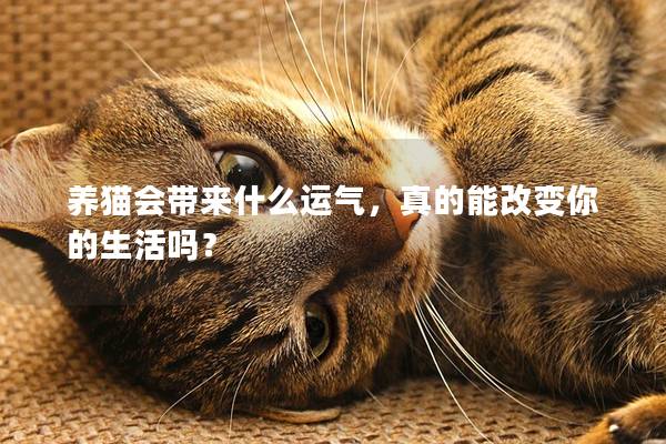 养猫会带来什么运气，真的能改变你的生活吗？