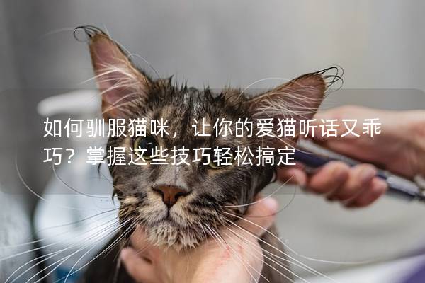 如何驯服猫咪，让你的爱猫听话又乖巧？掌握这些技巧轻松搞定