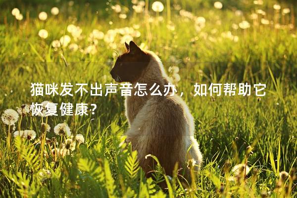 猫咪发不出声音怎么办，如何帮助它恢复健康？