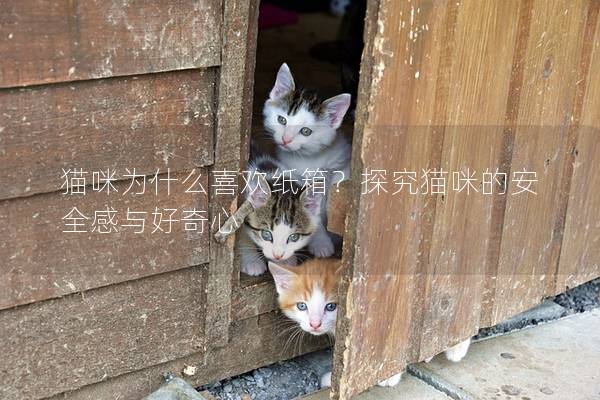 猫咪为什么喜欢纸箱？探究猫咪的安全感与好奇心