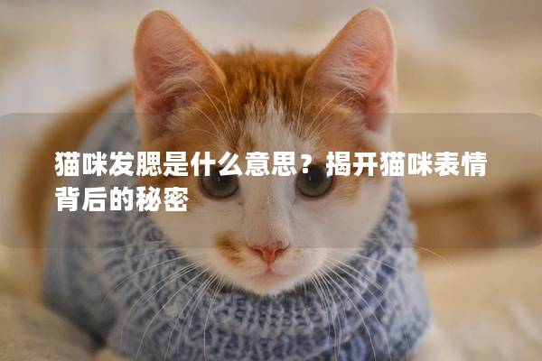 猫咪发腮是什么意思？揭开猫咪表情背后的秘密