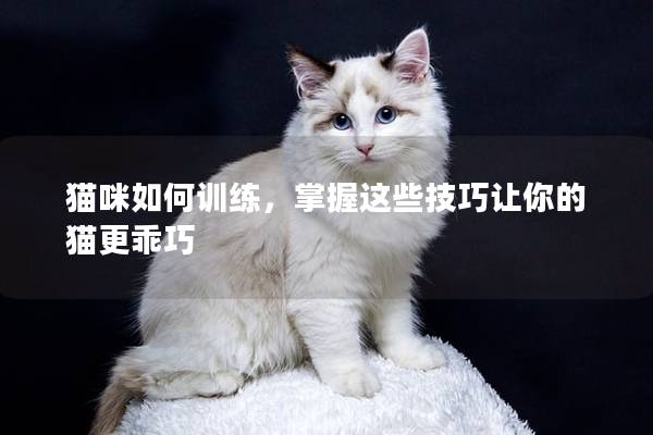 猫咪如何训练，掌握这些技巧让你的猫更乖巧