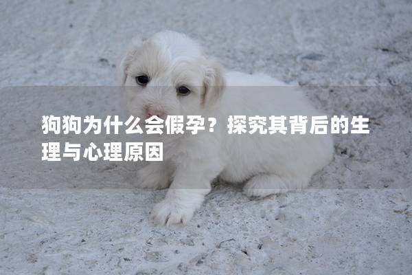 狗狗为什么会假孕？探究其背后的生理与心理原因