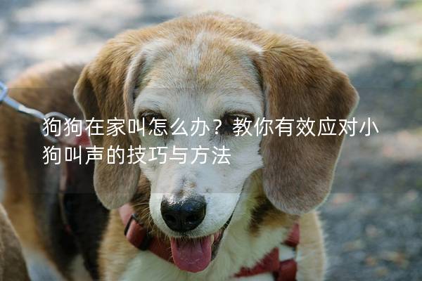 狗狗在家叫怎么办？教你有效应对小狗叫声的技巧与方法