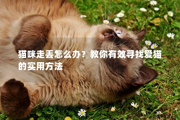 猫咪走丢怎么办？教你有效寻找爱猫的实用方法