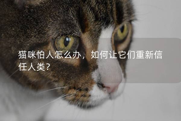 猫咪怕人怎么办，如何让它们重新信任人类？