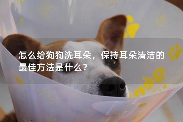 怎么给狗狗洗耳朵，保持耳朵清洁的最佳方法是什么？