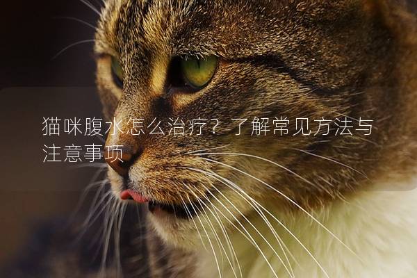 猫咪腹水怎么治疗？了解常见方法与注意事项