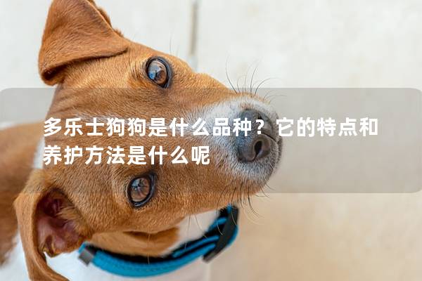 多乐士狗狗是什么品种？它的特点和养护方法是什么呢