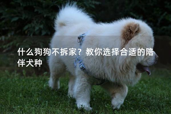 什么狗狗不拆家？教你选择合适的陪伴犬种