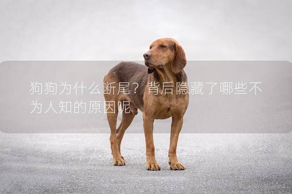 狗狗为什么断尾？背后隐藏了哪些不为人知的原因呢