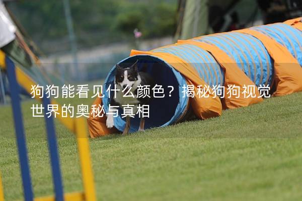 狗狗能看见什么颜色？揭秘狗狗视觉世界的奥秘与真相