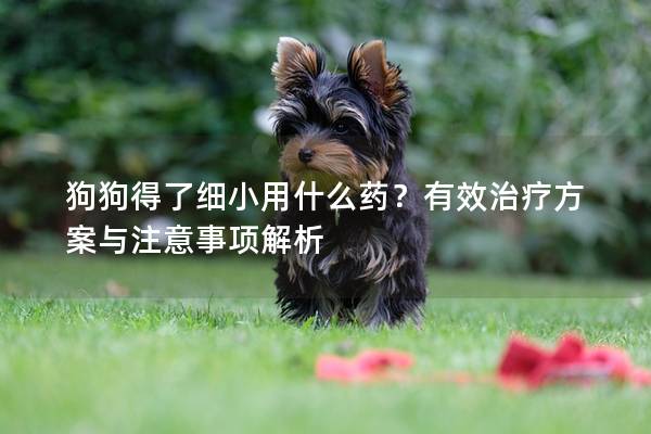 狗狗得了细小用什么药？有效治疗方案与注意事项解析