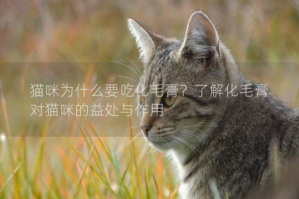 猫咪为什么要吃化毛膏？了解化毛膏对猫咪的益处与作用