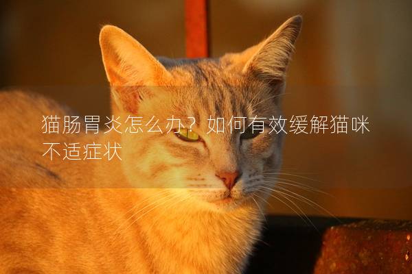 猫肠胃炎怎么办？如何有效缓解猫咪不适症状