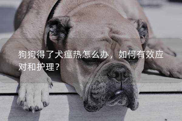 狗狗得了犬瘟热怎么办，如何有效应对和护理？