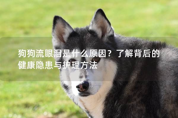 狗狗流眼泪是什么原因？了解背后的健康隐患与护理方法