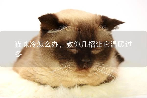 猫咪冷怎么办，教你几招让它温暖过冬