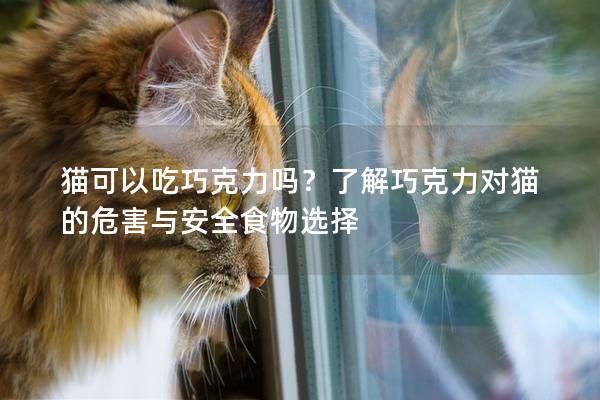 猫可以吃巧克力吗？了解巧克力对猫的危害与安全食物选择