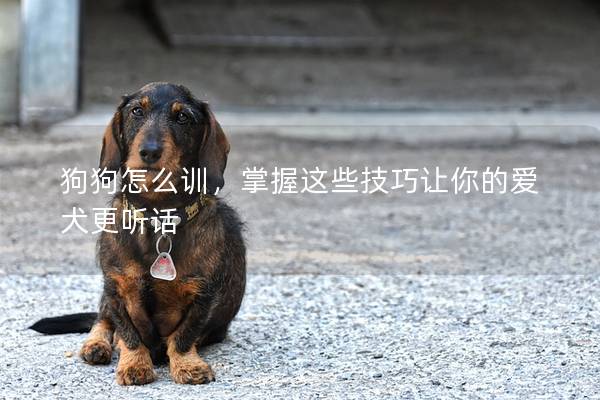 狗狗怎么训，掌握这些技巧让你的爱犬更听话