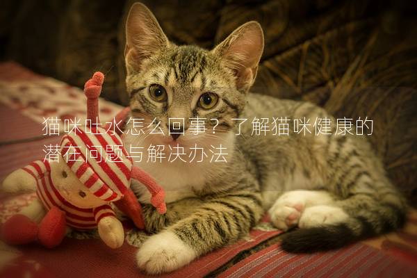 猫咪吐水怎么回事？了解猫咪健康的潜在问题与解决办法