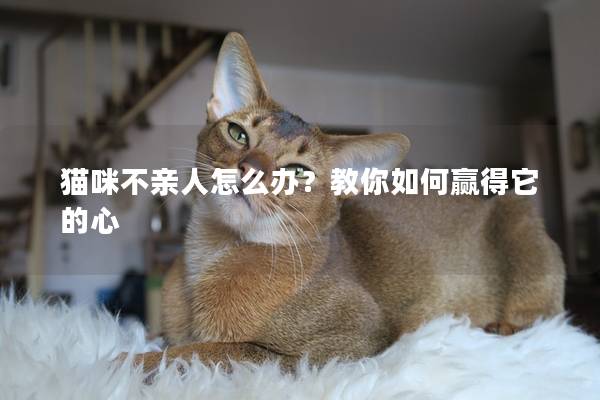 猫咪不亲人怎么办？教你如何赢得它的心