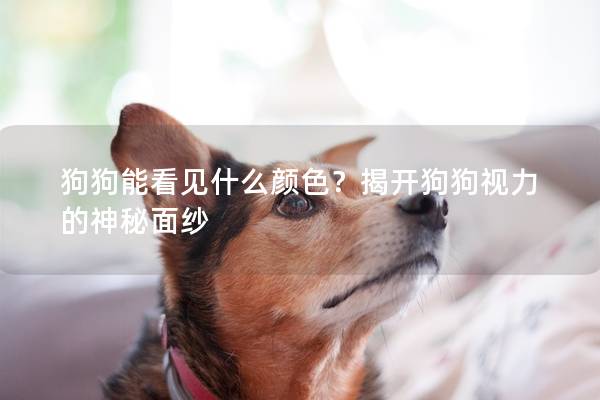 狗狗能看见什么颜色？揭开狗狗视力的神秘面纱