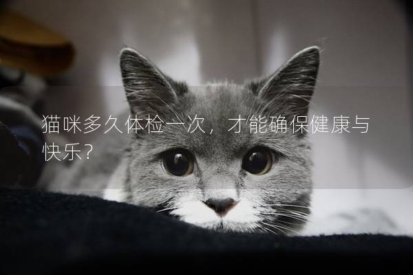 猫咪多久体检一次，才能确保健康与快乐？