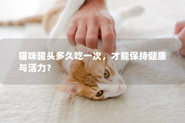 猫咪罐头多久吃一次，才能保持健康与活力？