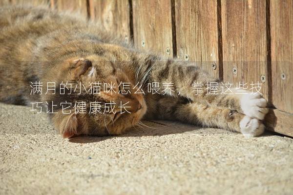 满月的小猫咪怎么喂养，掌握这些技巧让它健康成长