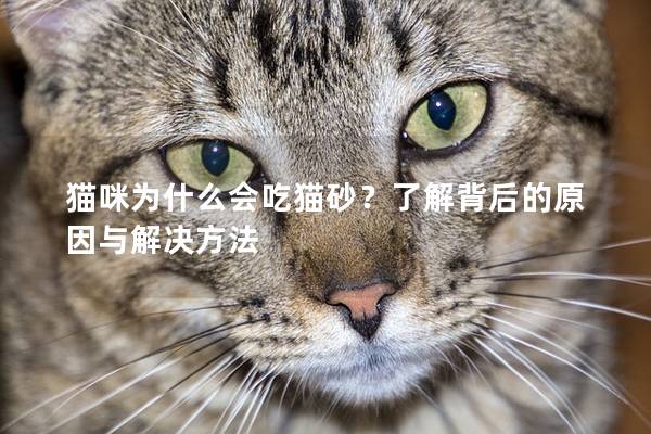 猫咪为什么会吃猫砂？了解背后的原因与解决方法