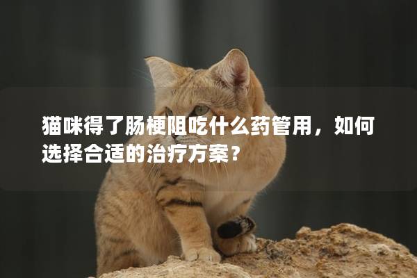 猫咪得了肠梗阻吃什么药管用，如何选择合适的治疗方案？