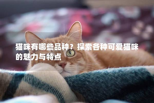 猫咪有哪些品种？探索各种可爱猫咪的魅力与特点