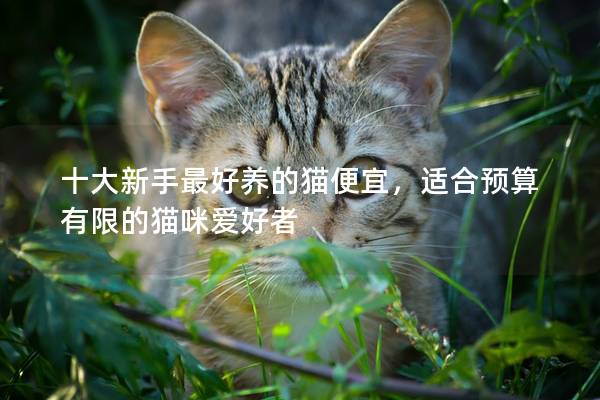 十大新手最好养的猫便宜，适合预算有限的猫咪爱好者