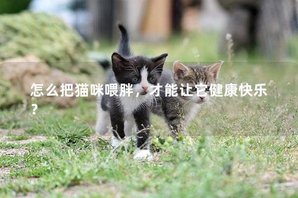 怎么把猫咪喂胖，才能让它健康快乐？