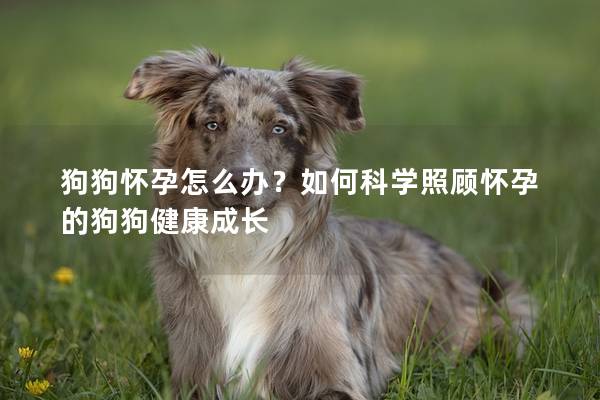 狗狗怀孕怎么办？如何科学照顾怀孕的狗狗健康成长