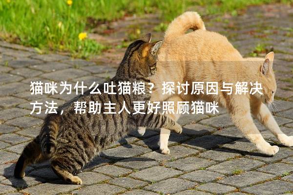 猫咪为什么吐猫粮？探讨原因与解决方法，帮助主人更好照顾猫咪