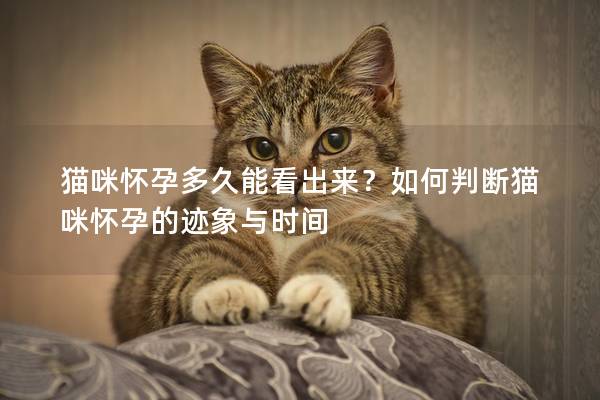 猫咪怀孕多久能看出来？如何判断猫咪怀孕的迹象与时间