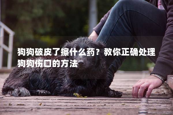 狗狗破皮了擦什么药？教你正确处理狗狗伤口的方法