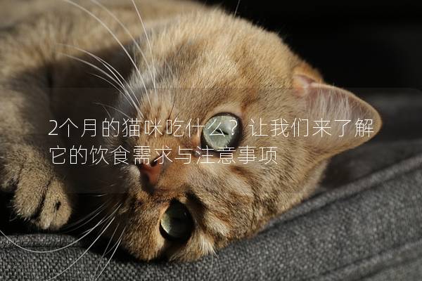 2个月的猫咪吃什么？让我们来了解它的饮食需求与注意事项