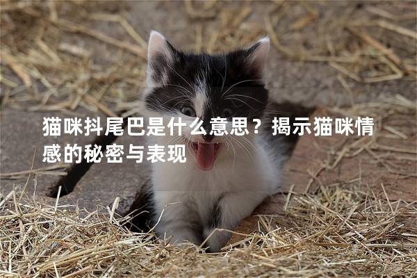 猫咪抖尾巴是什么意思？揭示猫咪情感的秘密与表现