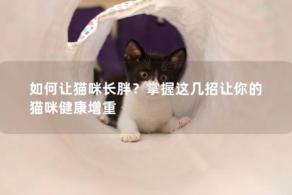 如何让猫咪长胖？掌握这几招让你的猫咪健康增重