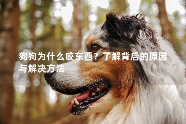 狗狗为什么咬东西？了解背后的原因与解决方法