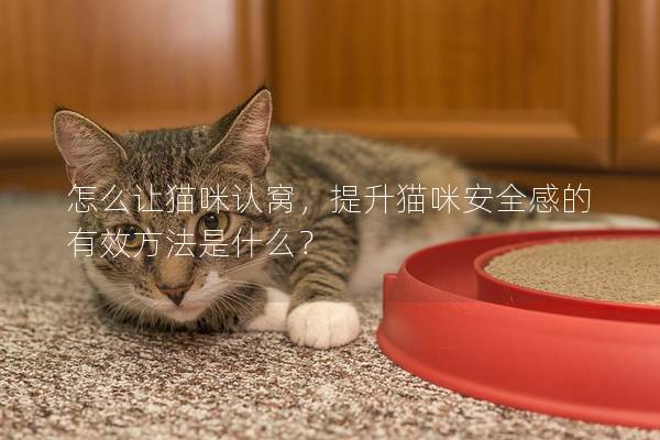 怎么让猫咪认窝，提升猫咪安全感的有效方法是什么？