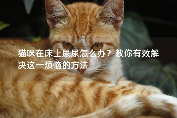 猫咪在床上尿尿怎么办？教你有效解决这一烦恼的方法