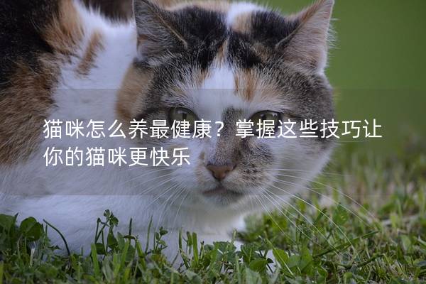 猫咪怎么养最健康？掌握这些技巧让你的猫咪更快乐