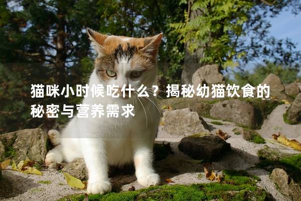 猫咪小时候吃什么？揭秘幼猫饮食的秘密与营养需求