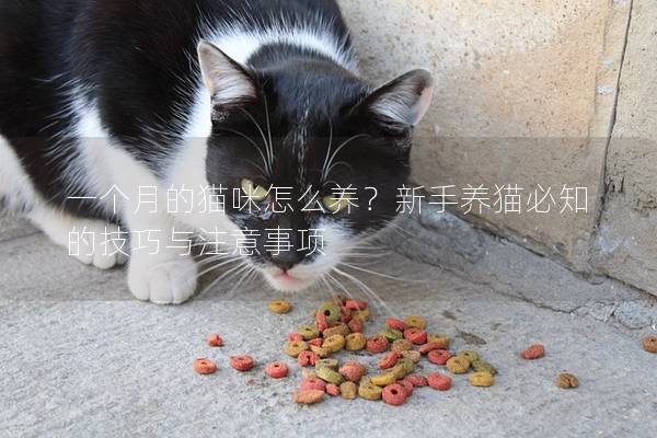 一个月的猫咪怎么养？新手养猫必知的技巧与注意事项