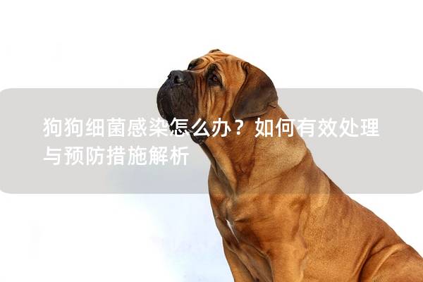 狗狗细菌感染怎么办？如何有效处理与预防措施解析